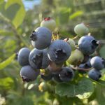 Berry Picking at Walt's Farm - logo
