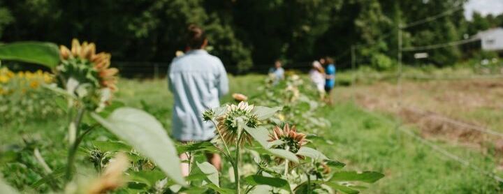 Berry Picking at Walt's Farm